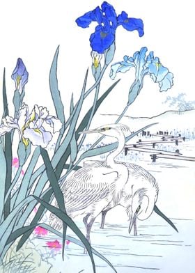 Iris Flowers And Herons