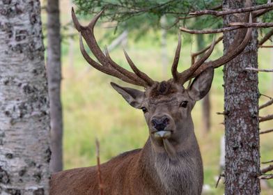 Deer in Norway