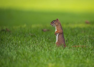 Attentive Squirrel