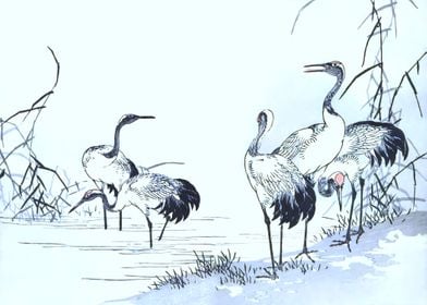 Cranes Standing In Swamp