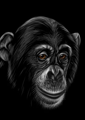 Chimpanzee Sketching