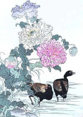 Moorhens And Chrysanthemum