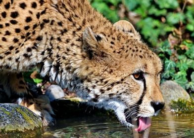 Cheetah drinking