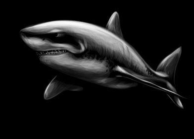 Shark Sketching