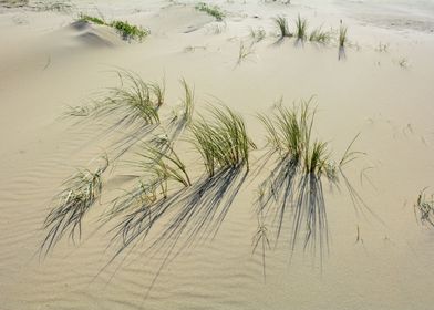 Beach grass