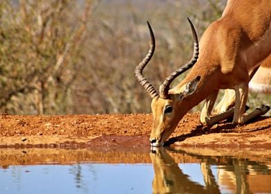 Beautiful Impala