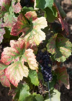 Grapevines Burgundy 