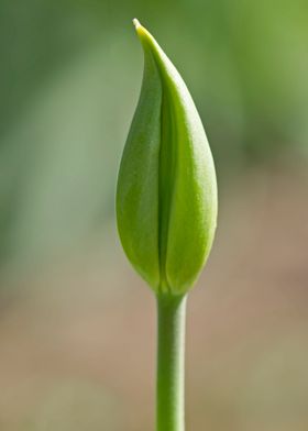 Tulip flower bud