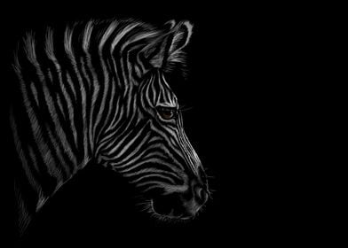 Zebra Sketching