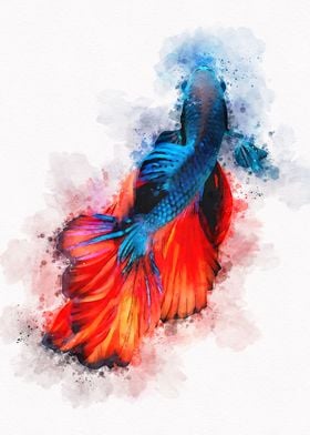 Betta Fish