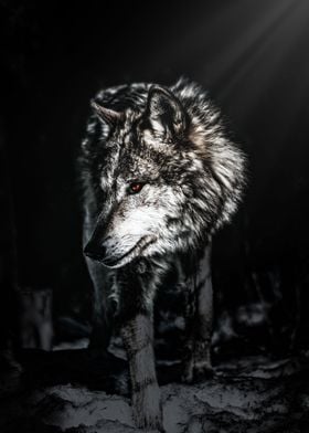 Wolf in Forrest