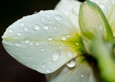 Flower petal with droplets