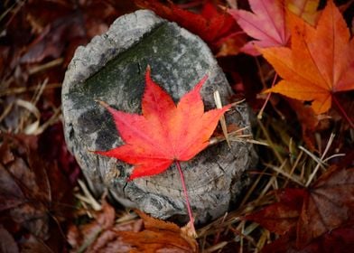 red autumn