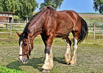 Beautiful Horse