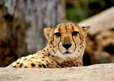 Beautiful cheetah