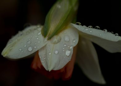 Daffodil and water drops