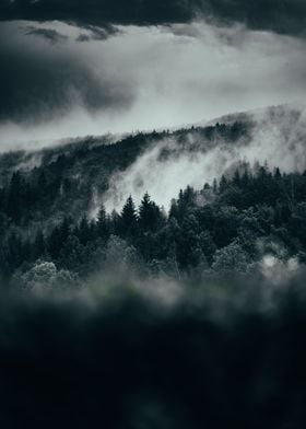 Fog in the forest