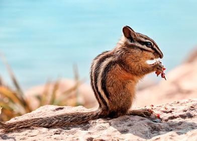 Cute chipmunk