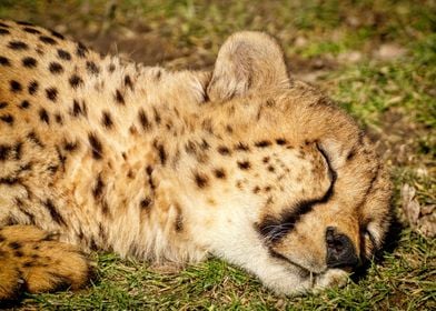 Sleeping Cheetah