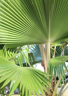 attractive leaf from Palm