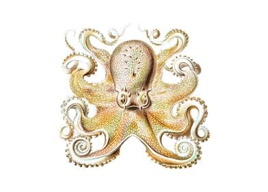 Vintage octopus 