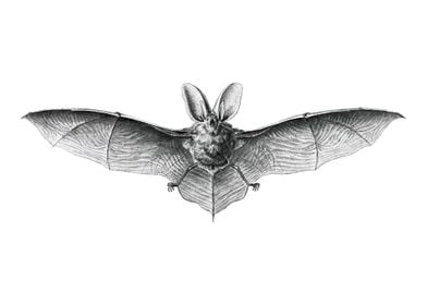 Vintage bat illustration