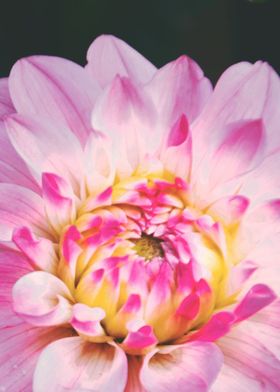 Closeup dahlias