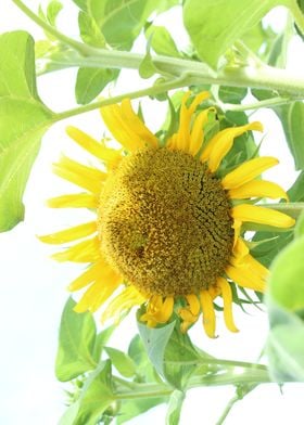 Sun Flower Garden