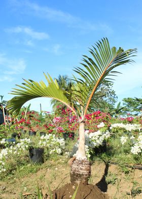 Palm on a greeny garden