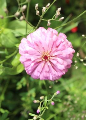 Beautiful leaf on flower