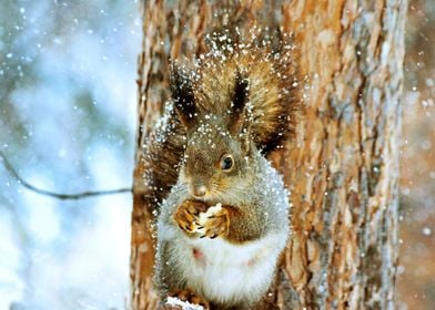 Squirrel in winter