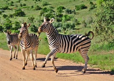 Beautiful Zebras