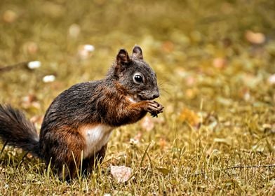 Awesome squirrel in a park