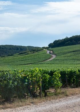 Vignoble Vougeot Bourgogne