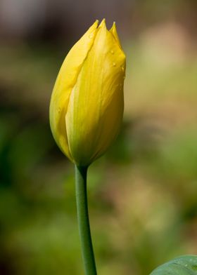 Yellow tulip in spring