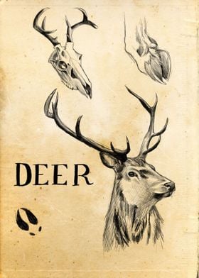 Deer study