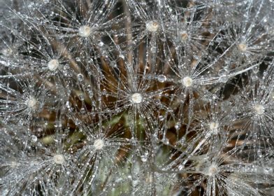 Dandelion seeds and water