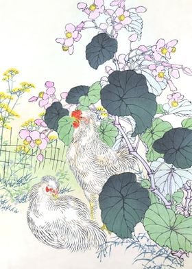 White Chicken And Begonia