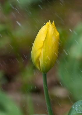 Yellow tulip in the rain