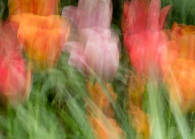 Abstract tulips flowerbed