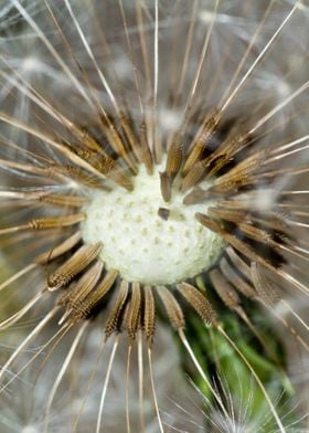 Dandelion clock closeup