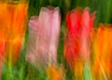 Tulips in the wind