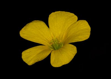 Yellow flower on black