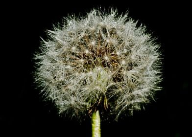 Dandelion seed head 