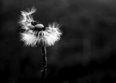 Black and White Dandelion