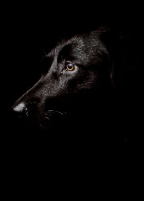 black dog 