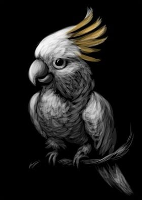 Cockatoo Sketching