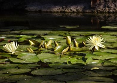 Water lily flower