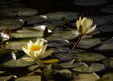 Water lily flower