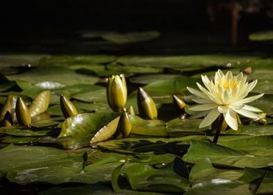 Water lily flower